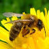 What’s the buzz: Python gorges on tools and libraries