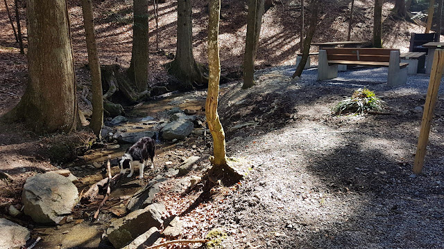 Bilder und Texte zu meinen Wanderungen mit Hund Witzweg von Heiden