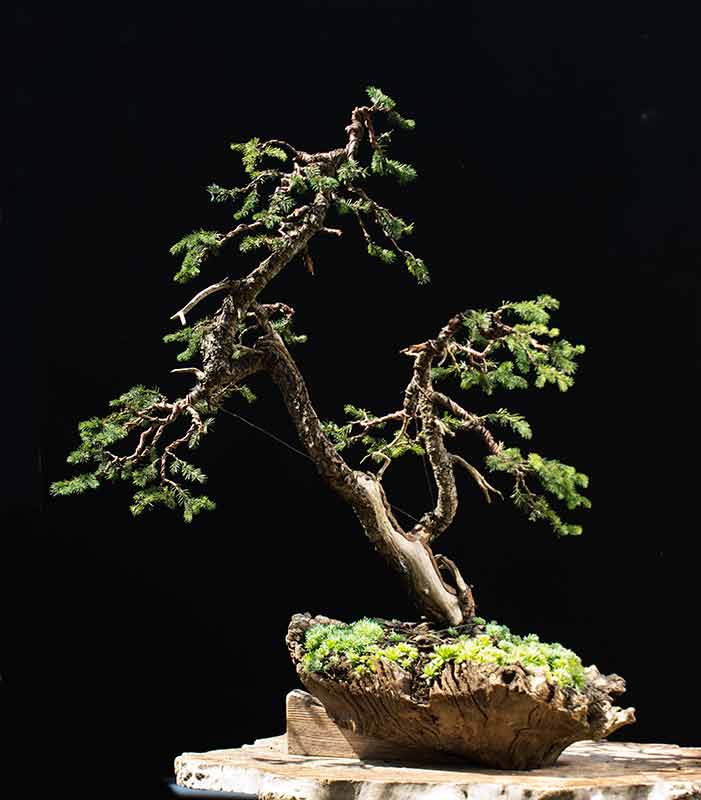 Walter Pall Bonsai Adventures Master Class at Bonsai Garden Munich 5