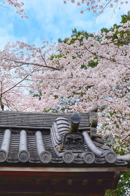Nanzenji Temple Kyoto cherry blossom spot