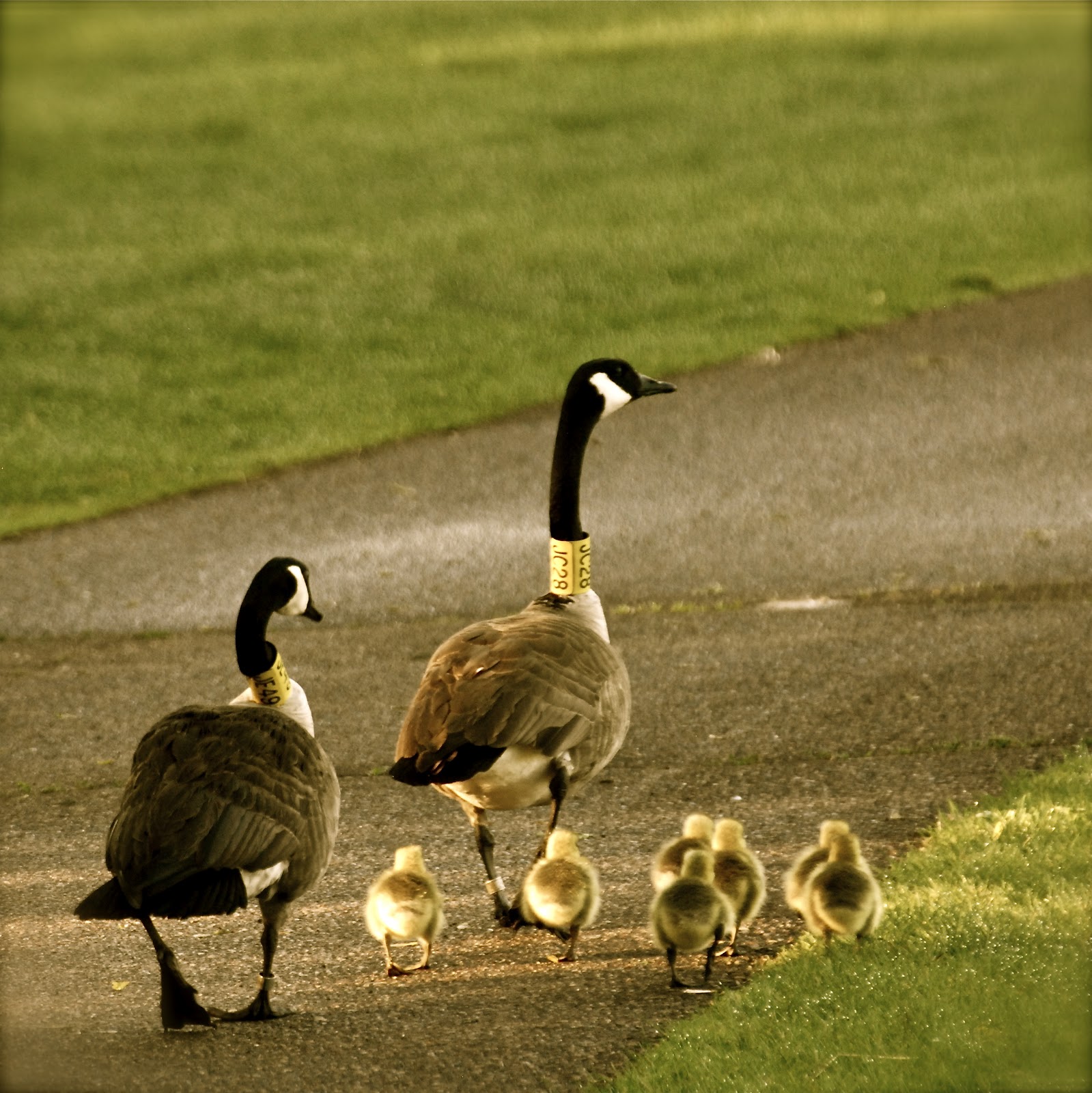 Savoring Servant Canada Geese and Goslings