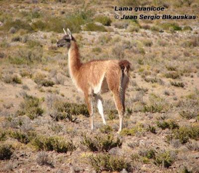 Guanaco Lama guanicoe