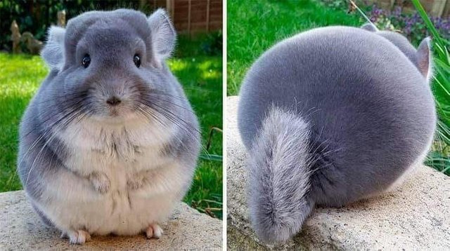 A Ridiculously Fluffy Chinchilla A Ridiculously Fluffy Chinchilla