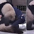 Cute baby Pandas won't take their medicine, they wrestle the zookeeper instead!