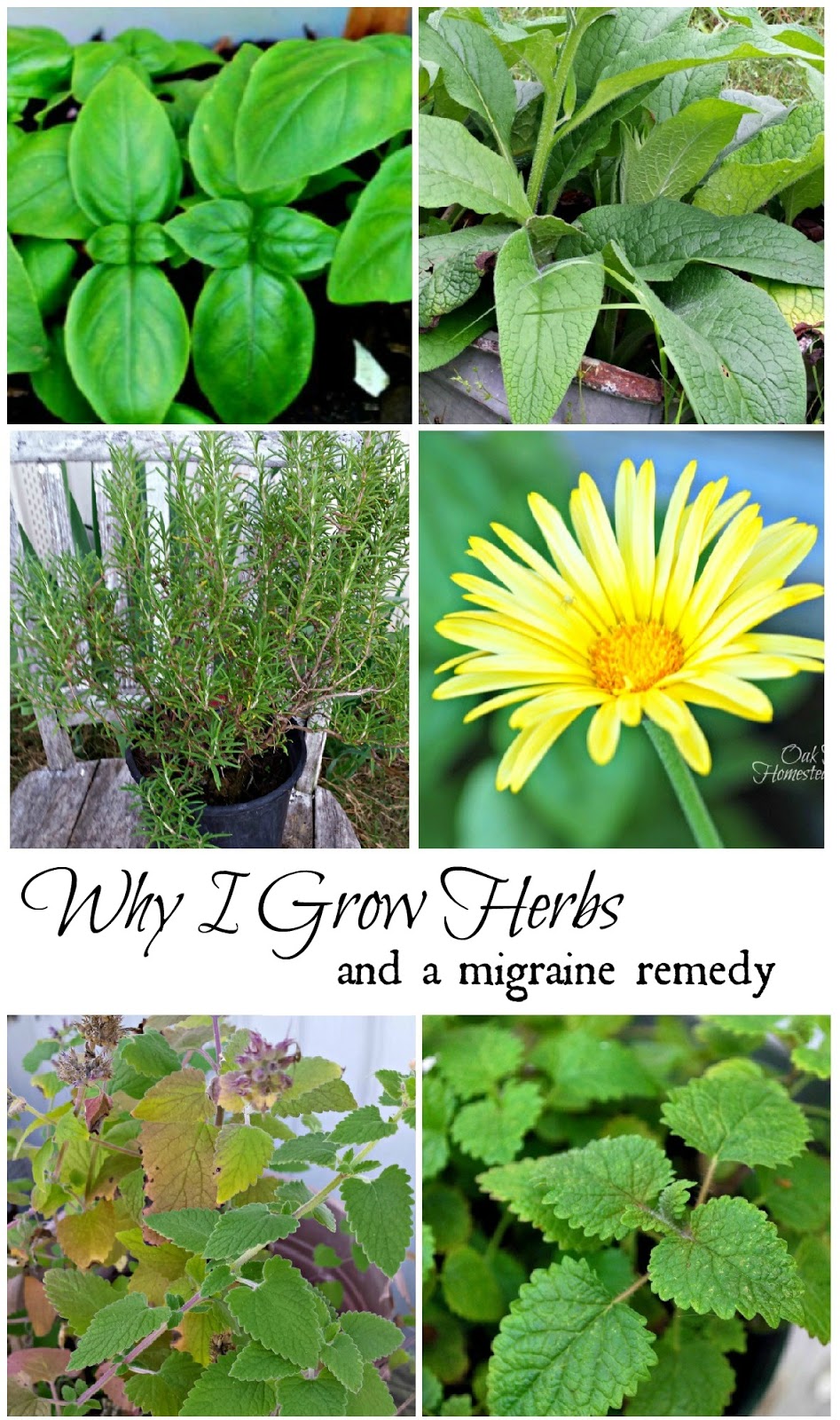 Why I Grow Herbs, and a Migraine Remedy Oak Hill Homestead