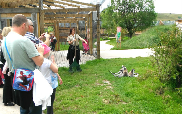 Lemurs at Peak Wildlife Park