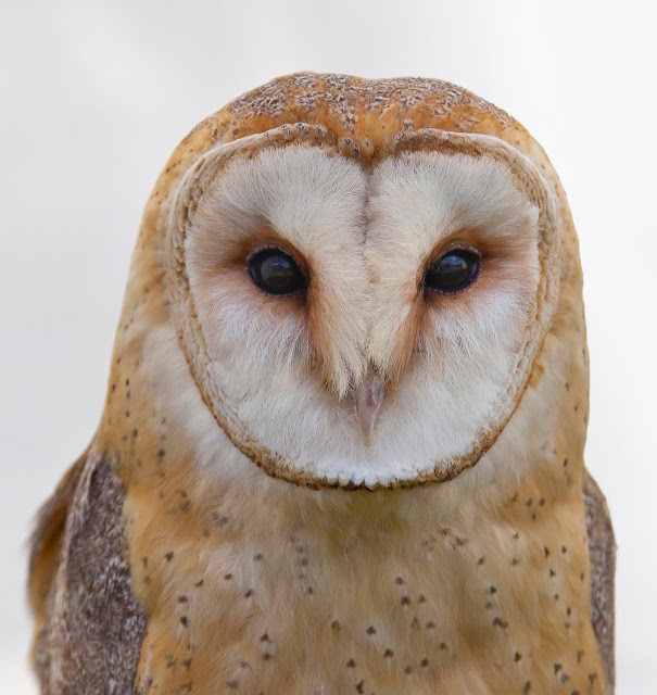 White and Brown Owl Great Birds White and Brown Owl Great Birds