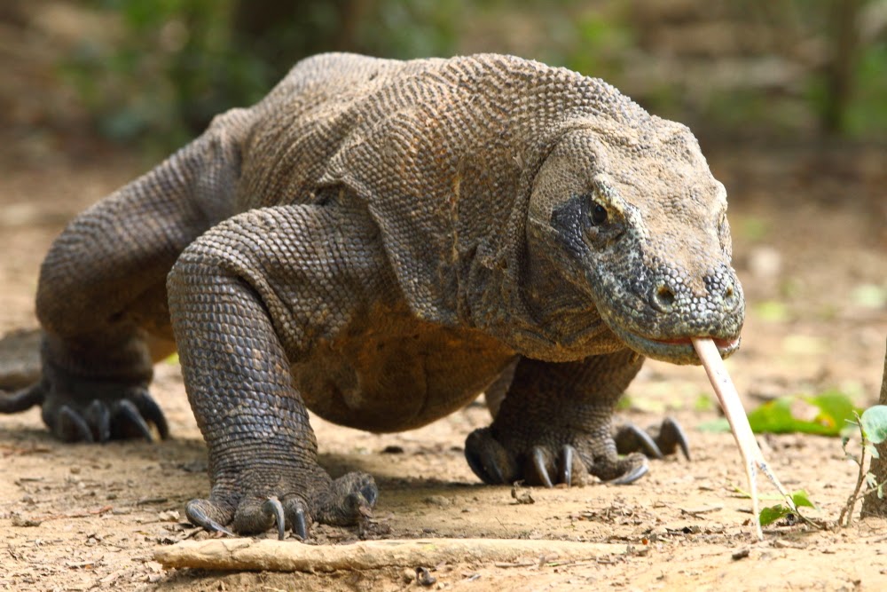 KUMPULAN GAMBAR  FLORA  FAUNA  INDONESIA  Gambar  Macam Jenis 