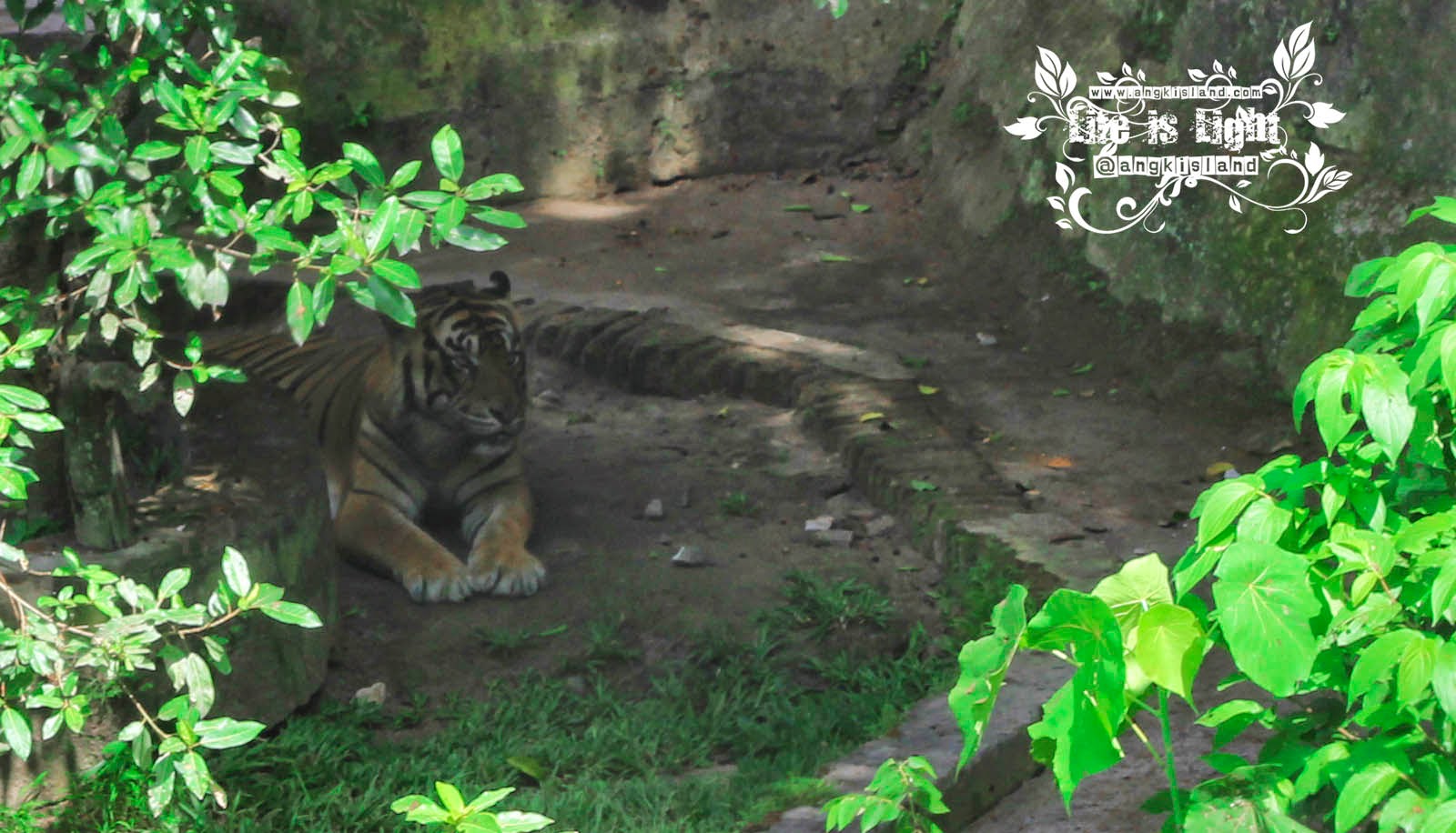 lion Gembiraloka harimau Gembiraloka