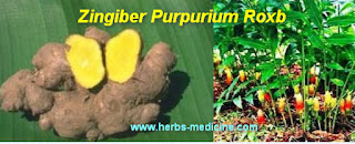Slimming world use Zingiber purpureum Slimming world use Zingiber purpureum