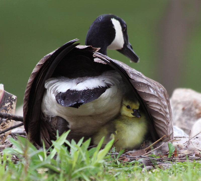 под крылом птицы. птенцы под крылом. под крылом лебедя. детеныш лебедя. под крылом птицы.