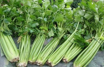 Daun seledri untuk dibuat jus Daun seledri untuk dibuat jus