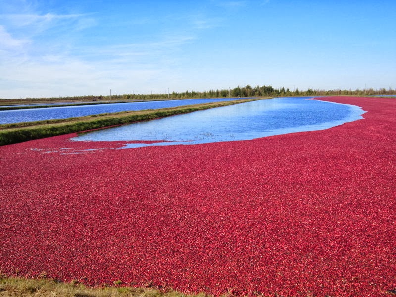 siempre-ser-primavera-ar-ndanos-rojos-y-azules