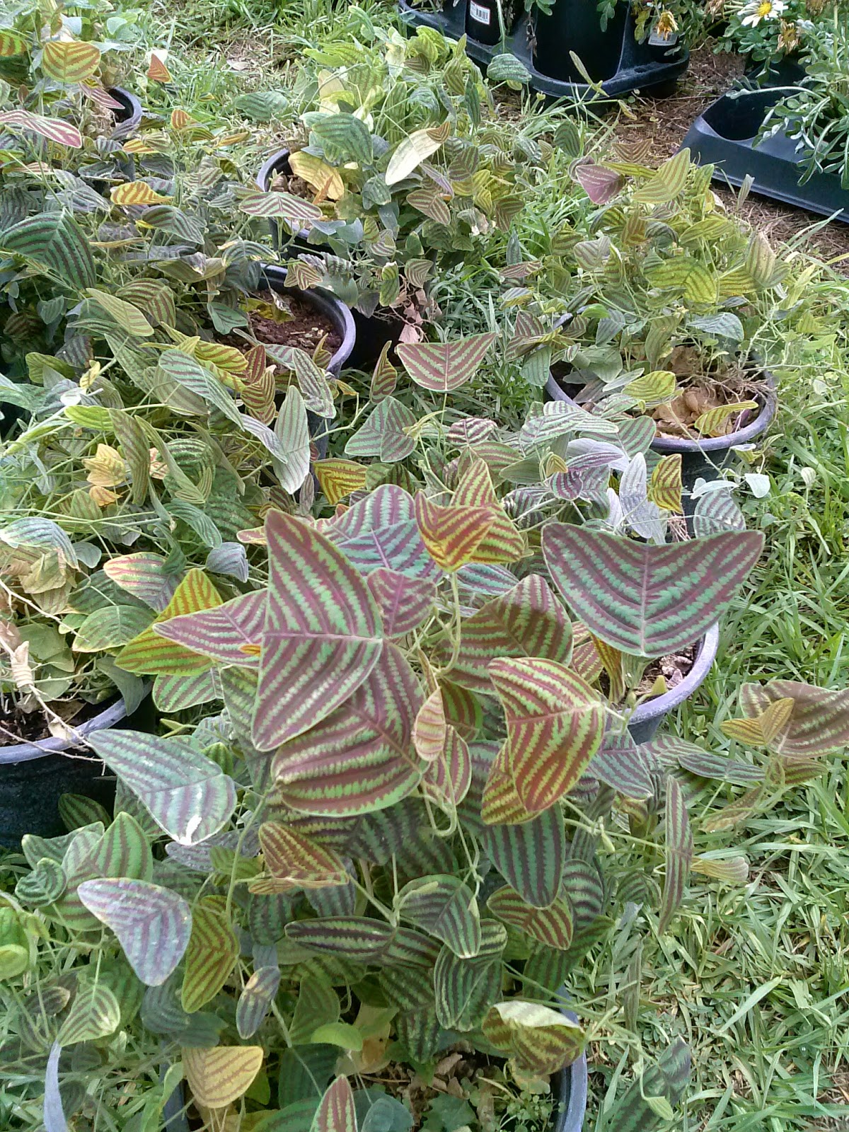 HeyPlantMan! Exotic Tropical Plants from St. Pete FL Christia