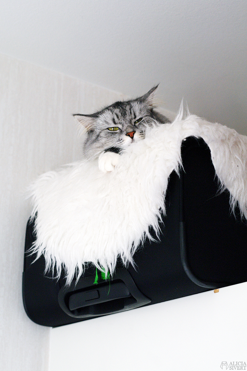 Sleepy Tofslan, photo by Alicia Sivertsson.