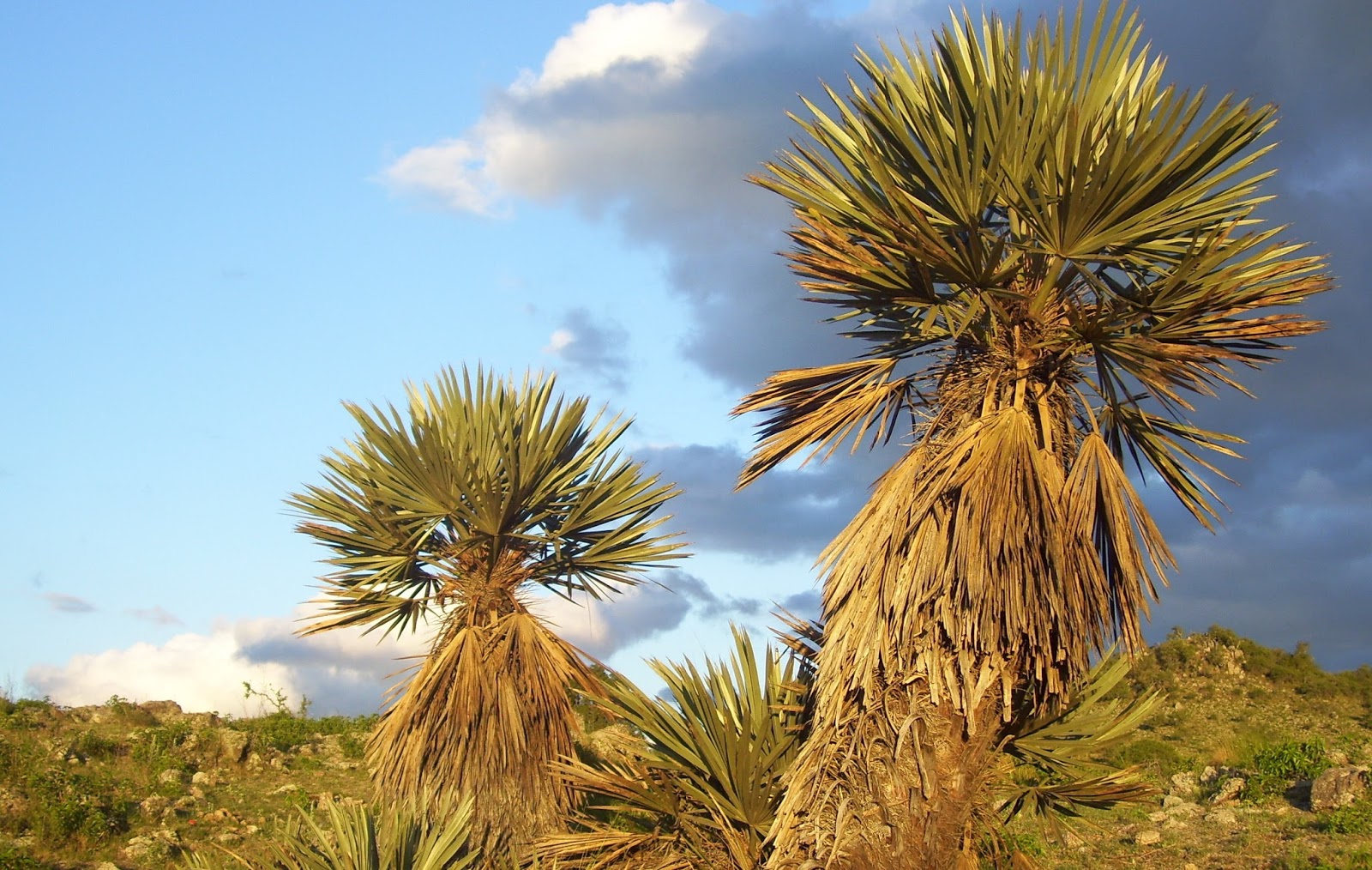 Reserva Cultural Natural "Cerro Colorado" Flora de Cerro Colorado
