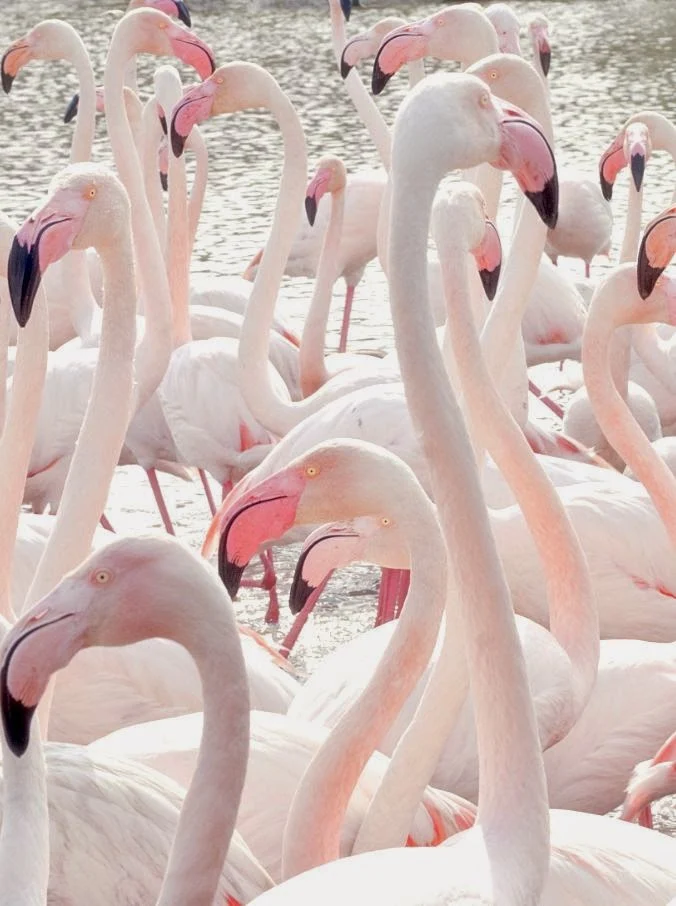 Pretty pale pink flamingo birds