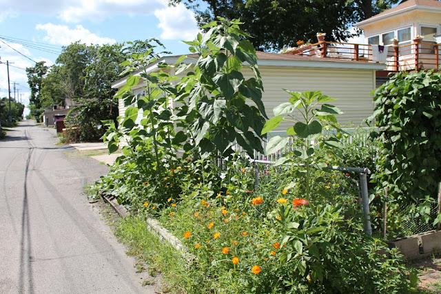 The sunflowers are at least eight feet tall.