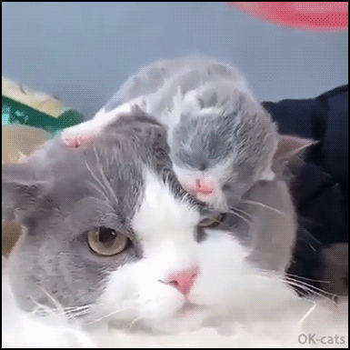 Funny Kitten GIF • Tiny kitty go night night on top of mommy's head. What a lovely and patient Mom. Funny Kitten GIF • Tiny kitty go night night on top of mommy's head. What a lovely and patient Mom.