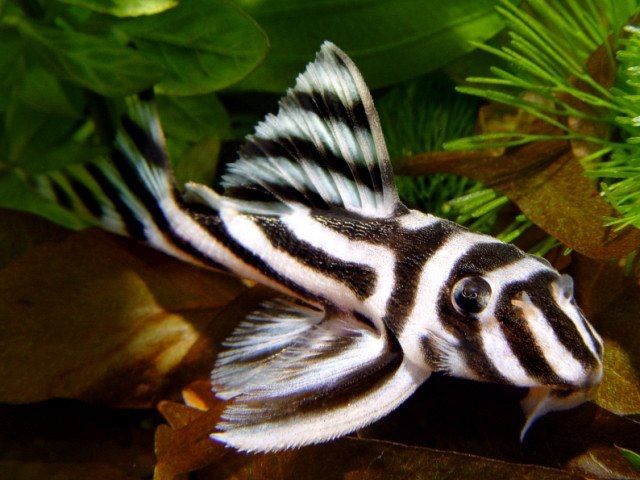 16 Jenis Ikan Sapu-Sapu (Pleco) Terpopuler di Indonesia 16 Jenis Ikan Sapu-Sapu (Pleco) Terpopuler di Indonesia