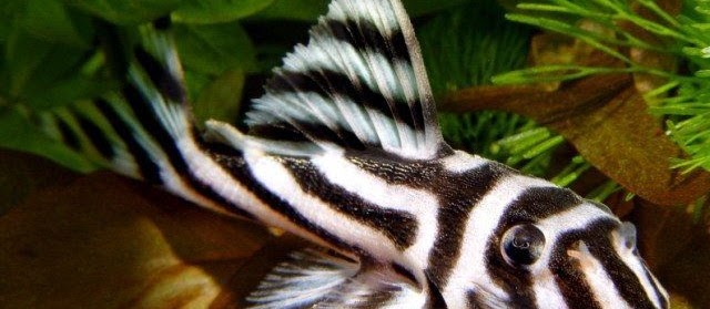 16 Jenis Ikan Sapu-Sapu (Pleco) Terpopuler di Indonesia