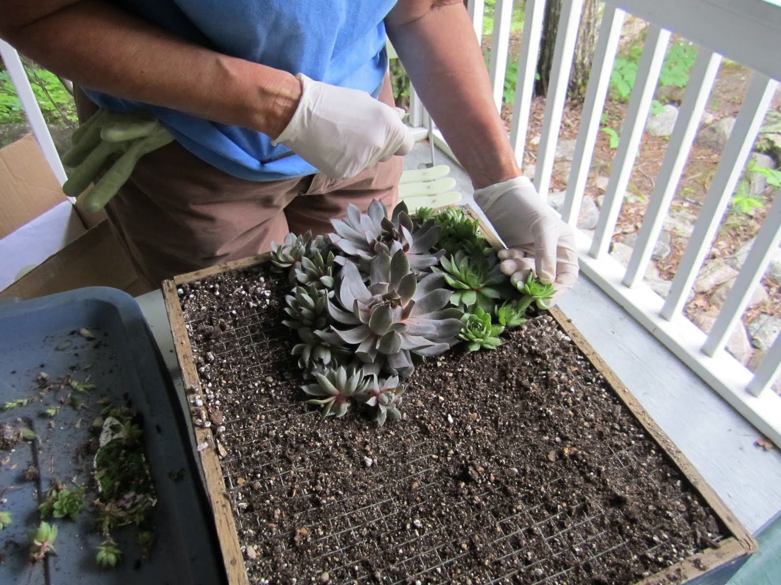In Marilyn's Garden Succulent Living Wall