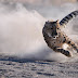 Duma (cheetah) wako hatarini duniani