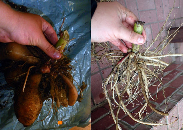 The comparison of cultivated Yacon (Polymnia sonchifolia) (on left) and Yacon-Gaucho (Polymnia connata) (on right) tubers