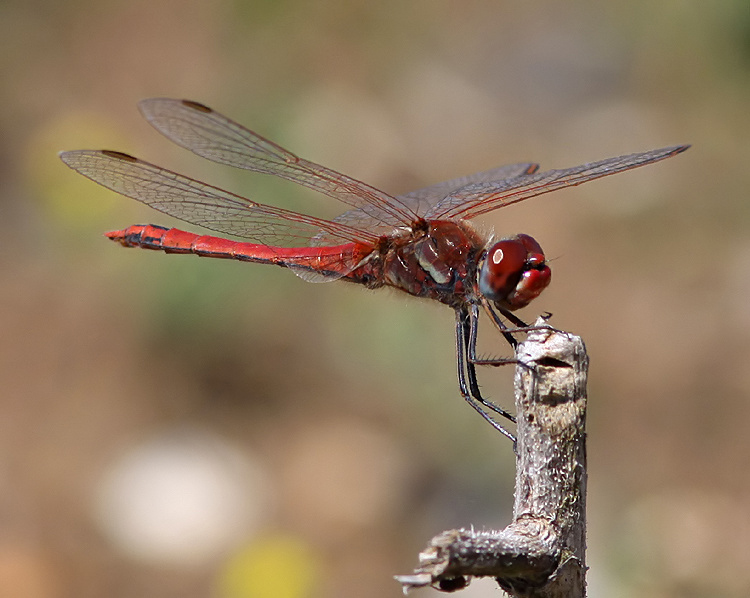 Kent Dragonflies: In Search of the Red Veined Darter
