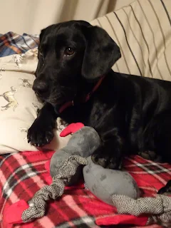 cute dog with her teddy 