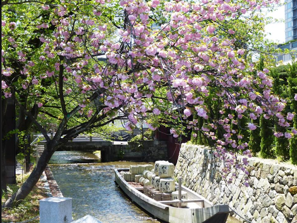 2016年京都櫻花情報+京都櫻花預測