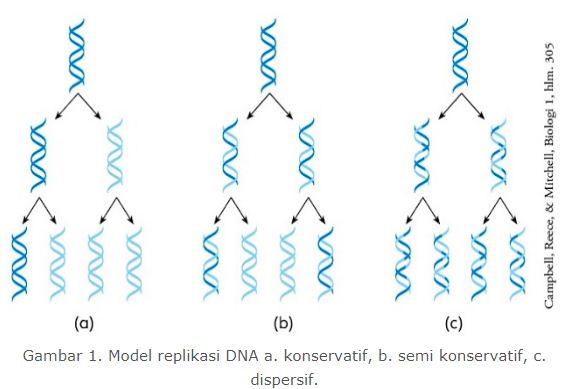 Jelaskan Perbedaan Teori Replikasi Dna Konservatif Semi Konservatif Dan Dispersif Blog Pak Pandani