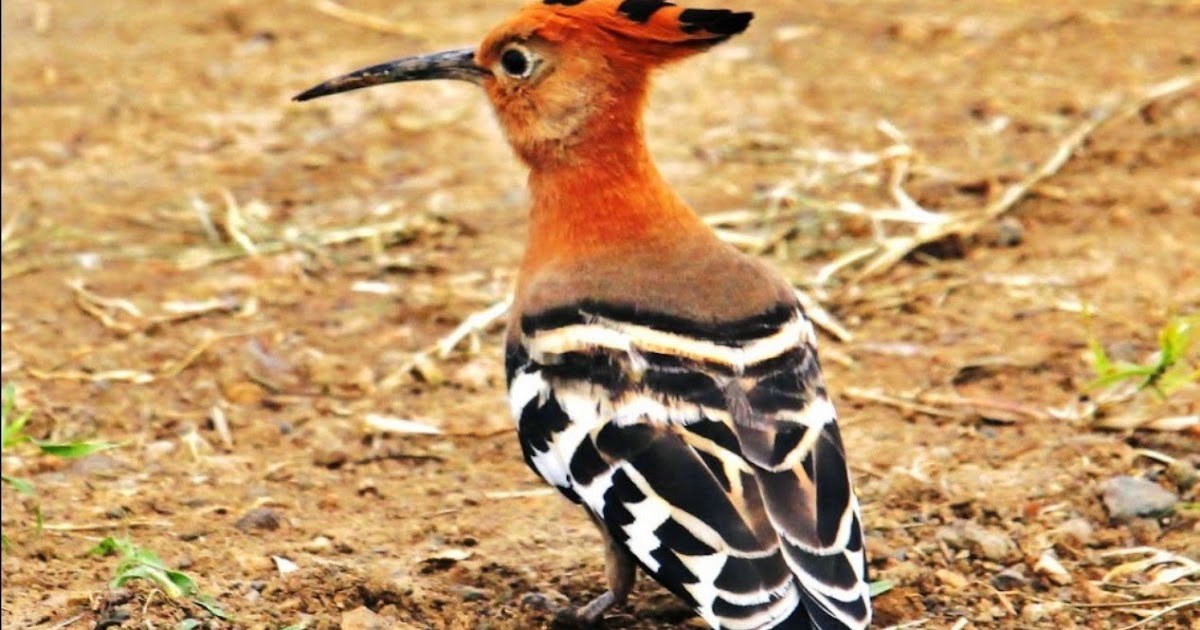 Islam and Muslims The story behind Hudhud storm The Indian Ocean