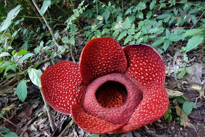 Sekelumit Cerita Tentang Bunga  Raflesia  Arnoldi Flora Khas  