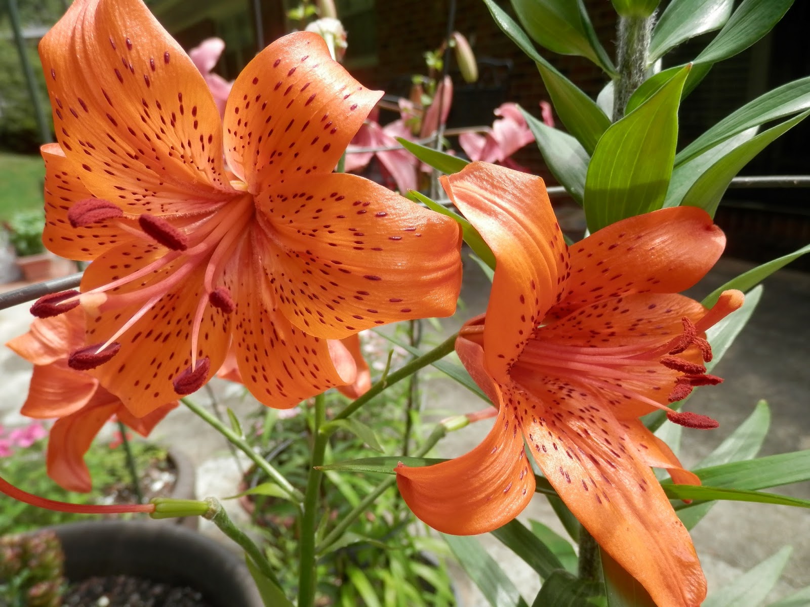 Dosanko in the South Tiger Lilies Bloom