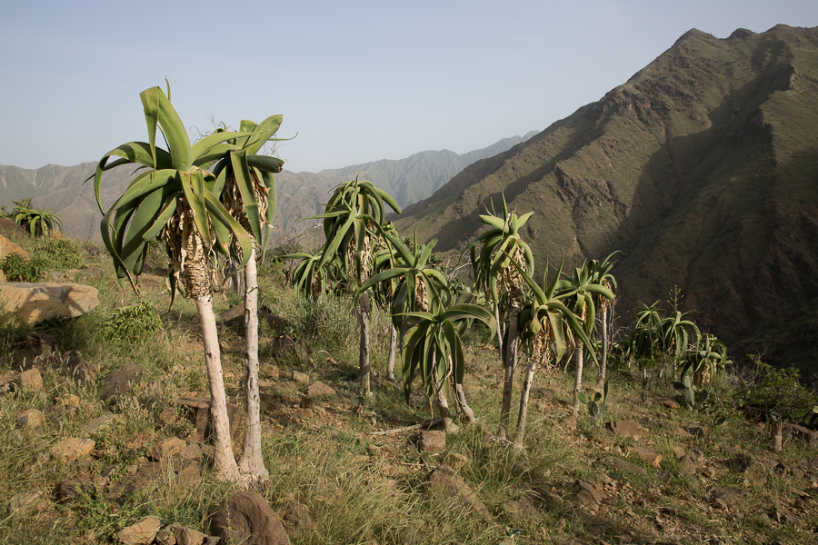 Yemen Tree Aloe