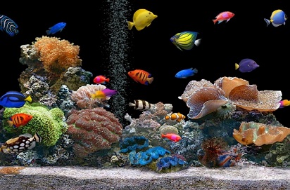 Jual Ikan Hias Air Tawar Di Bekasi
