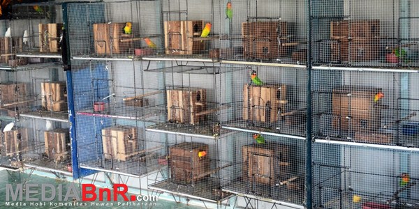 View Desain Kandang Lovebird Ternak Background