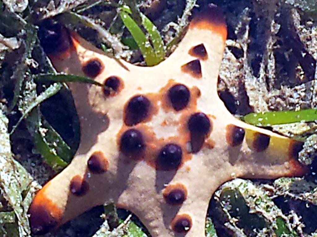 starfish pale vanilla