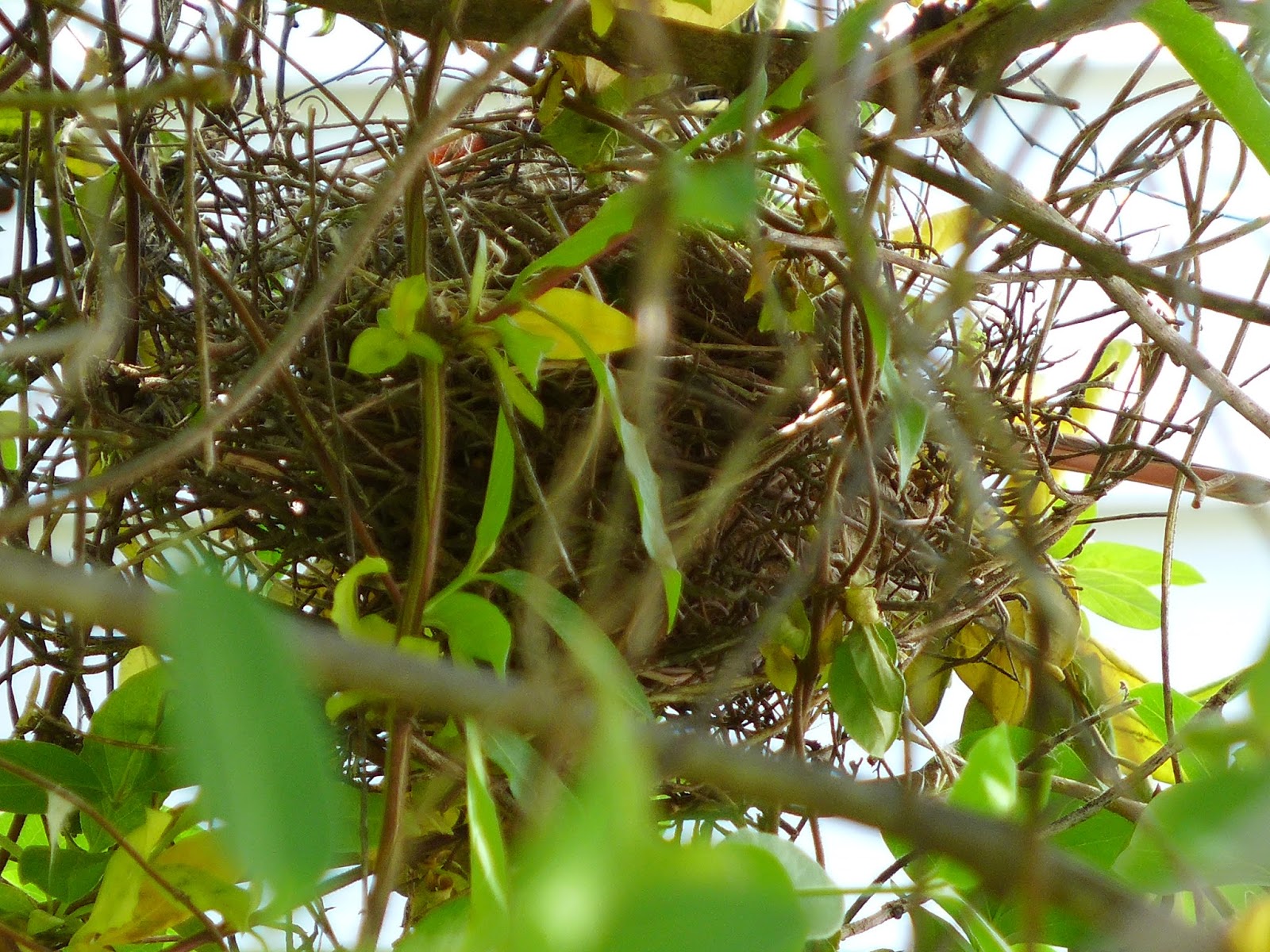 Species in My Yard, Part Two Three Bird Nests