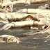 Mass death of giant squids washed off the shore causes health issue