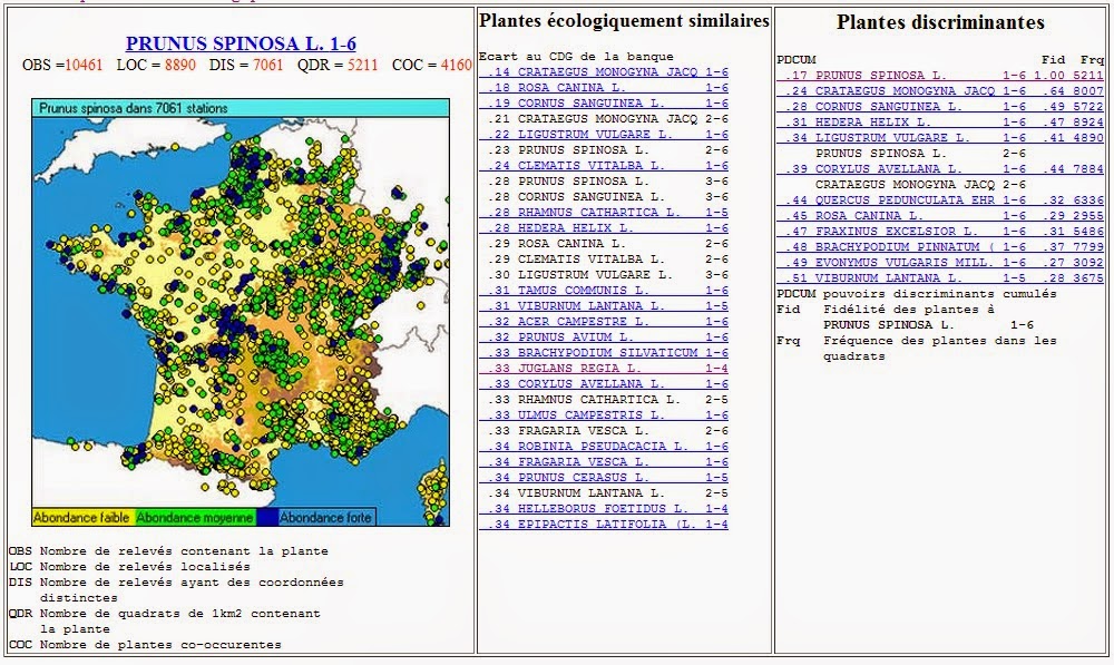 phytotype%2Bprunus%2Bspinosa.