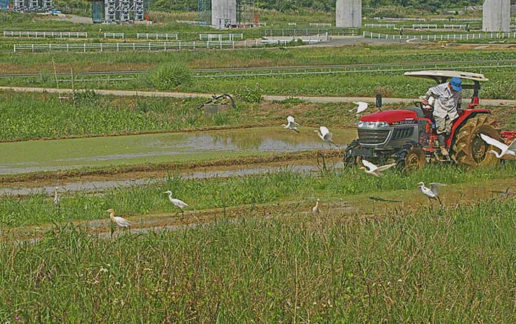 Motion GIF farmer,tractor, Egrets in flight