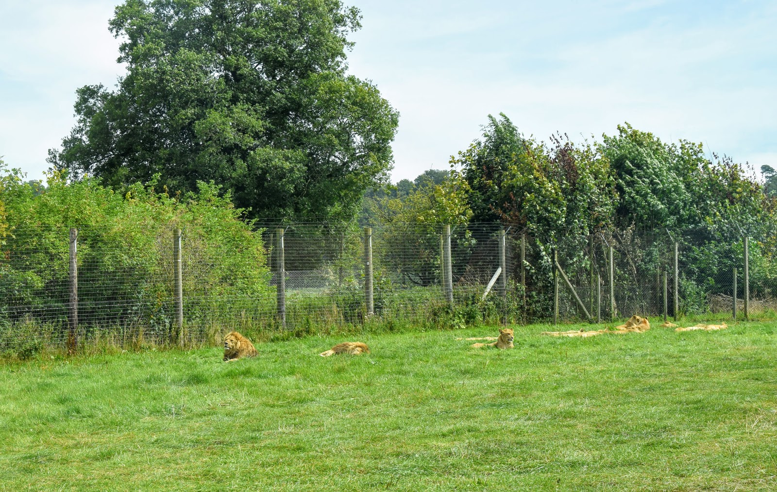 , Review:  A Family Day Out at Longleat Safari Park