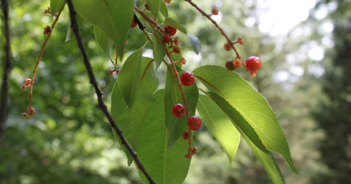 Centenary College Arboretum Tree of the Week Black Cherry (Prunus serotina)