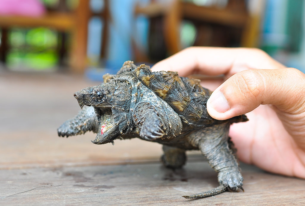 Alligator Snapping Turtle Si Kura Kura Buaya Nakama Aquatics