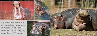 Hippopotamus are one of the most dangerous animals in Africa