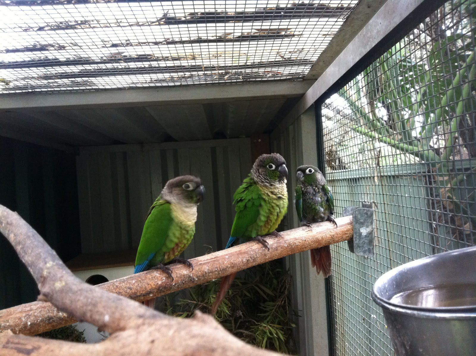 Parrot Breeding Green Cheeked Conure First chick out of the box