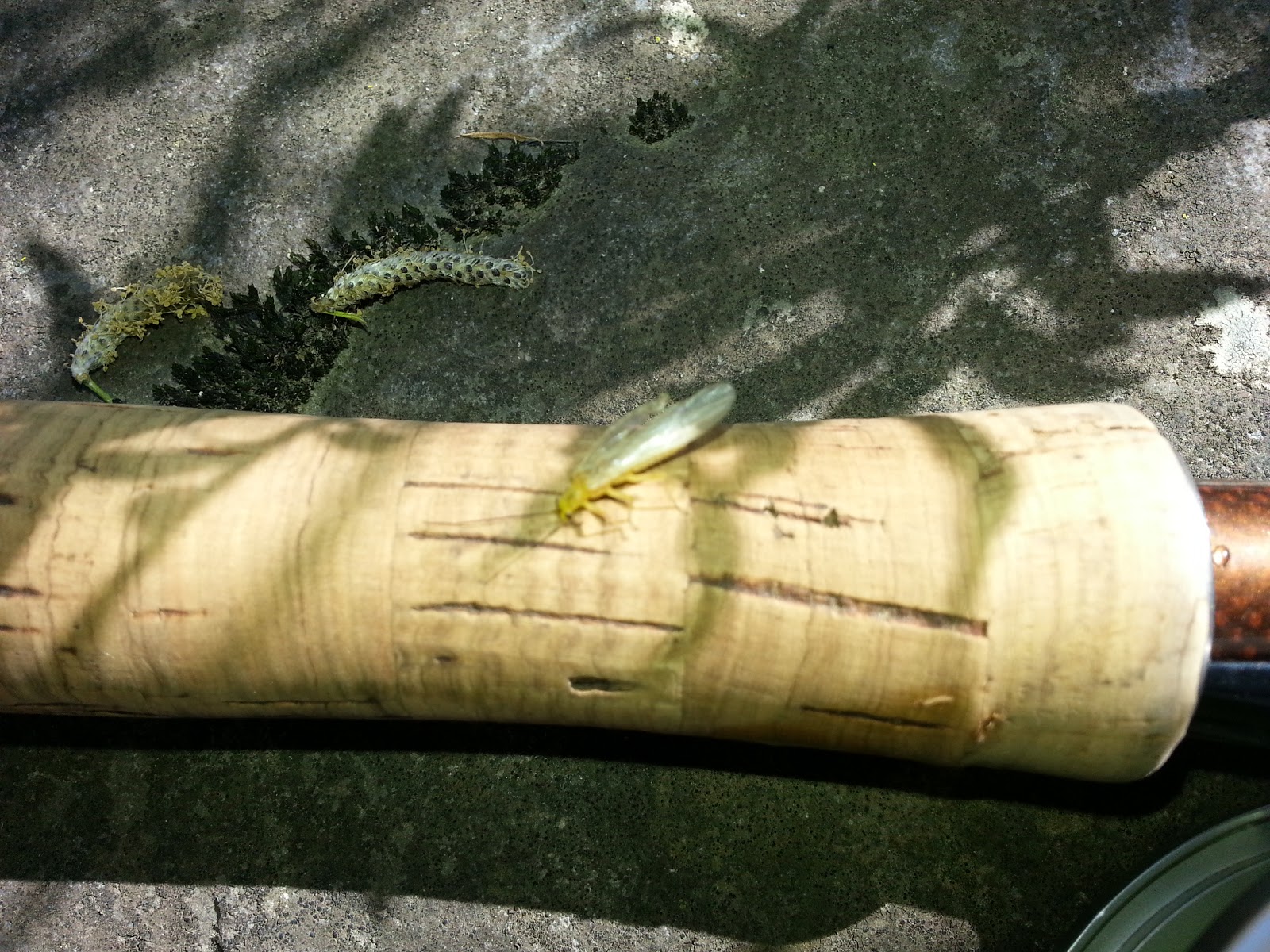 Pocono Fly Fishing Paradise Creek and Brodhead Creek (Analomink) May