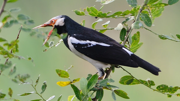 Download Mp3 Suara Masteran Burung Jalak Suren Gacor Full Isian